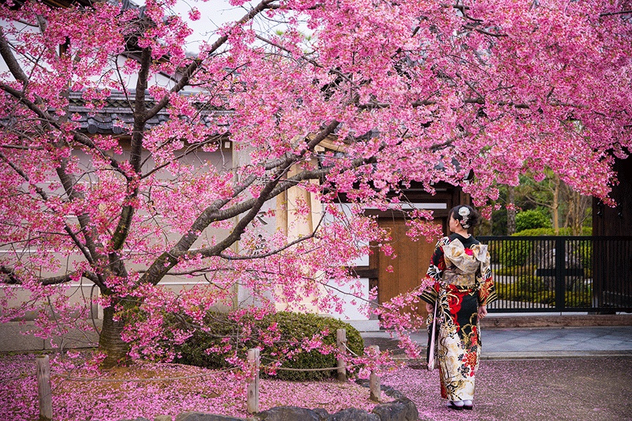 giappone sakura